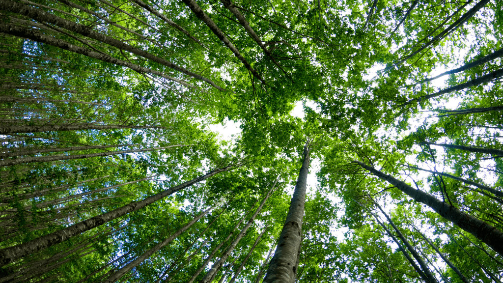 Bäume für’s Klima - Wie Du mit Deinem Einkauf bei PonyHütchen Bäume pflanzt - PonyHütchen