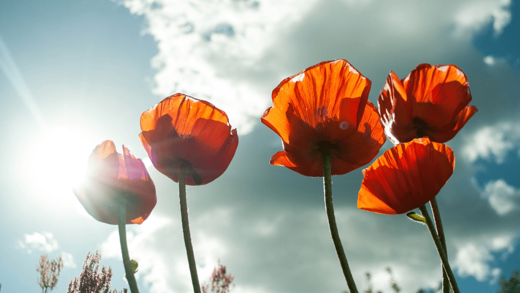 Gesund sein und Wohlfühlen: Natürliche Pflege im Sommer mit PonyHütchen - PonyHütchen
